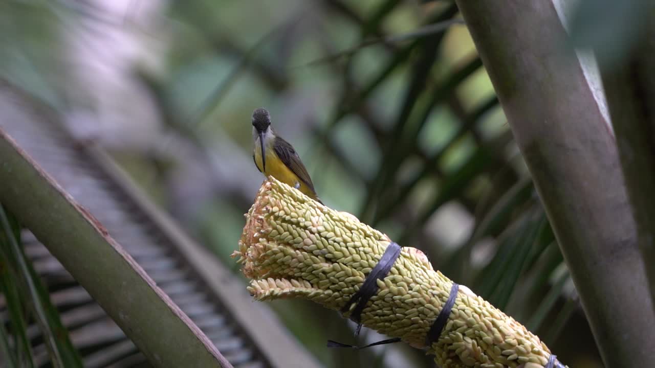 갈색 목의 새 (영어: brown-throated sunbird, burrum madu kelapa, anthreptes malacensis) 는 수액을 먹는 새로, 야외, 코코 숲, 해안 덤불, 맹그로브 숲에서 서식한다.