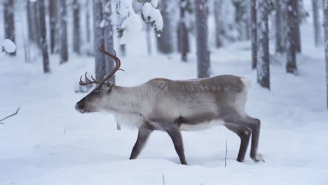 slowmotion of a majestetic reindeer walking around in a snowy forest in lapland finland