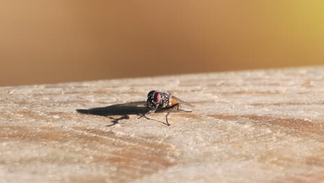 un primerísimo plano de la mosca doméstica se dedica a la limpieza antenal en una superficie rugosa