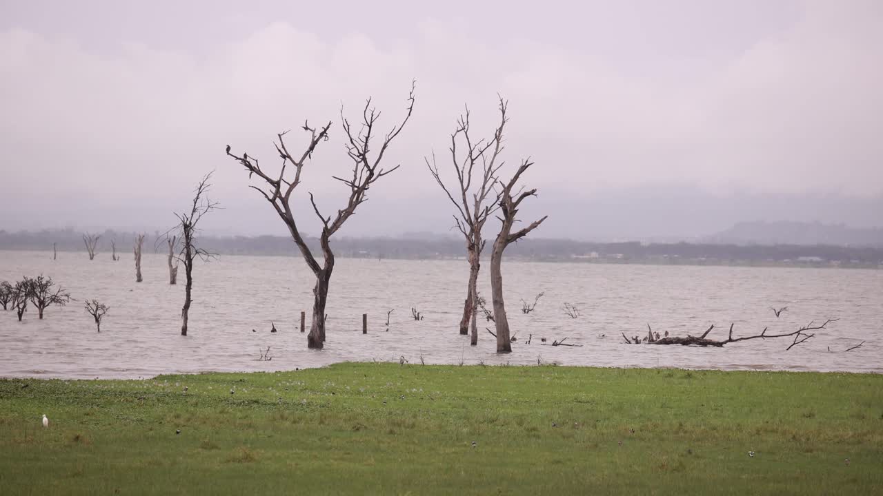 Flooded area with submerged trees and a cloudy sky in a serene landscape.