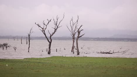 flooded area with submerged trees and a cloudy sky in a serene landscape.