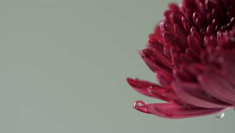 video of close up of red flower with copy space on green background