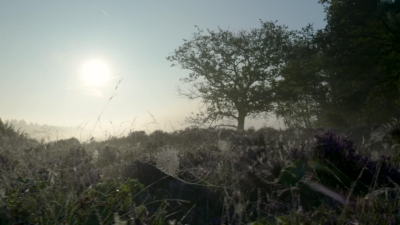 Misty Morning Landscape with Spiderwebs and Trees