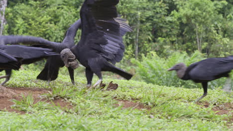 black vultures  fighting on the ground, slowmotion