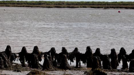 Seaweed-on-estuary-groins-by-water-in-Orford-on-the-Suffolk-coastline,-Uk