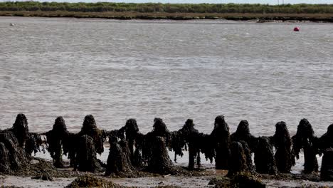 algas en ingles de estuario por agua en orford, en la costa de suffolk, reino unido