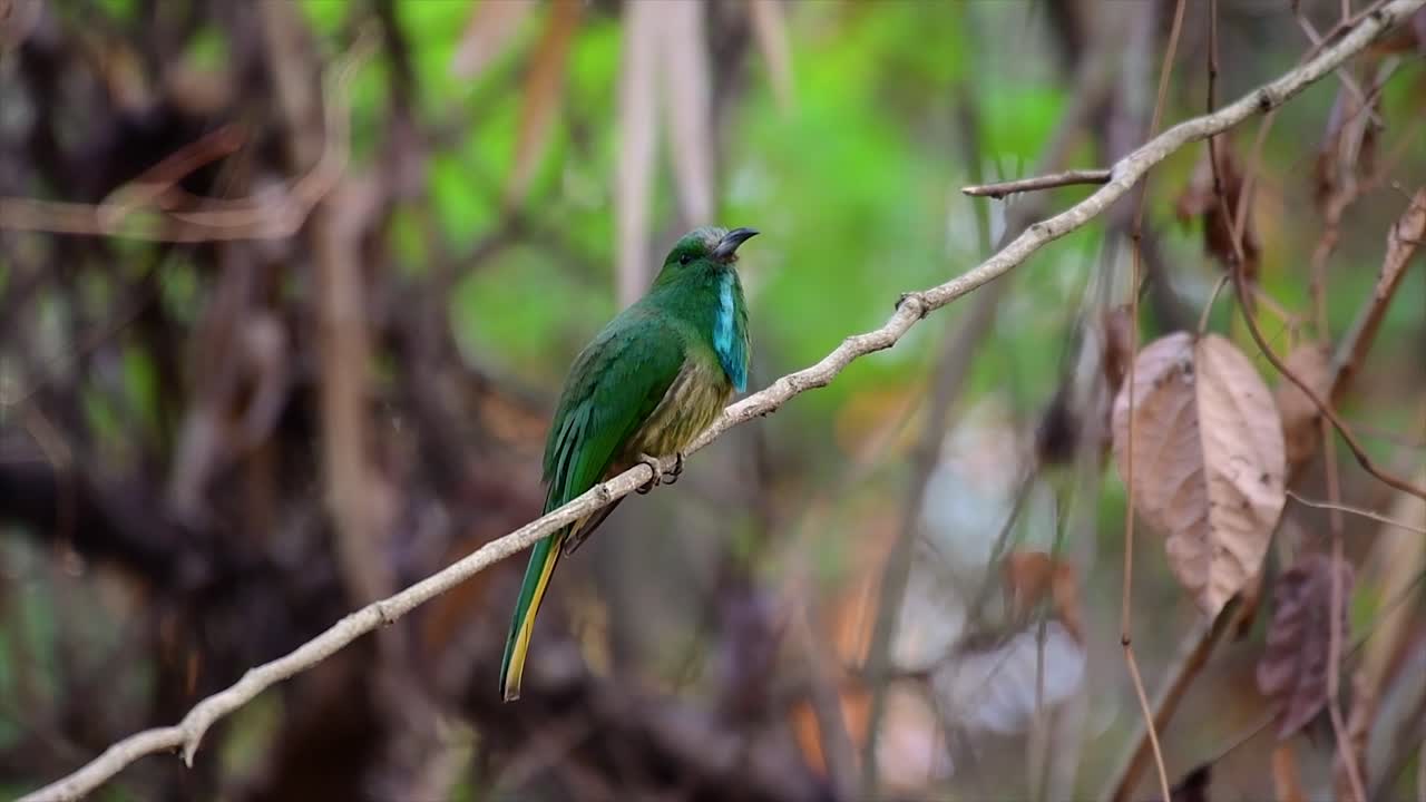 el abejaruco de barba azul se encuentra en la península de malaya, incluida tailandia, en claros de bosques particulares