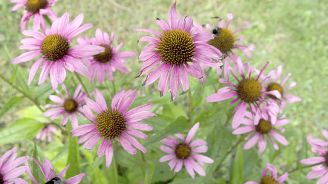 conjunto de flor de maíz púrpura en los prados