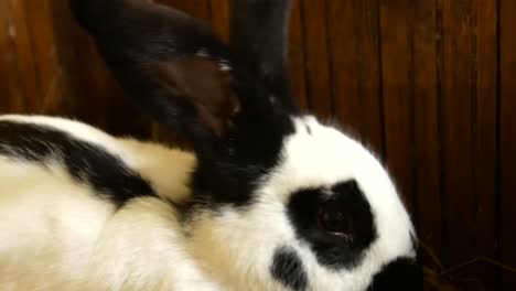 rabbit breed ram large gray rabbit old rabbit rabbit breed ram large gray rabbit old rabbit