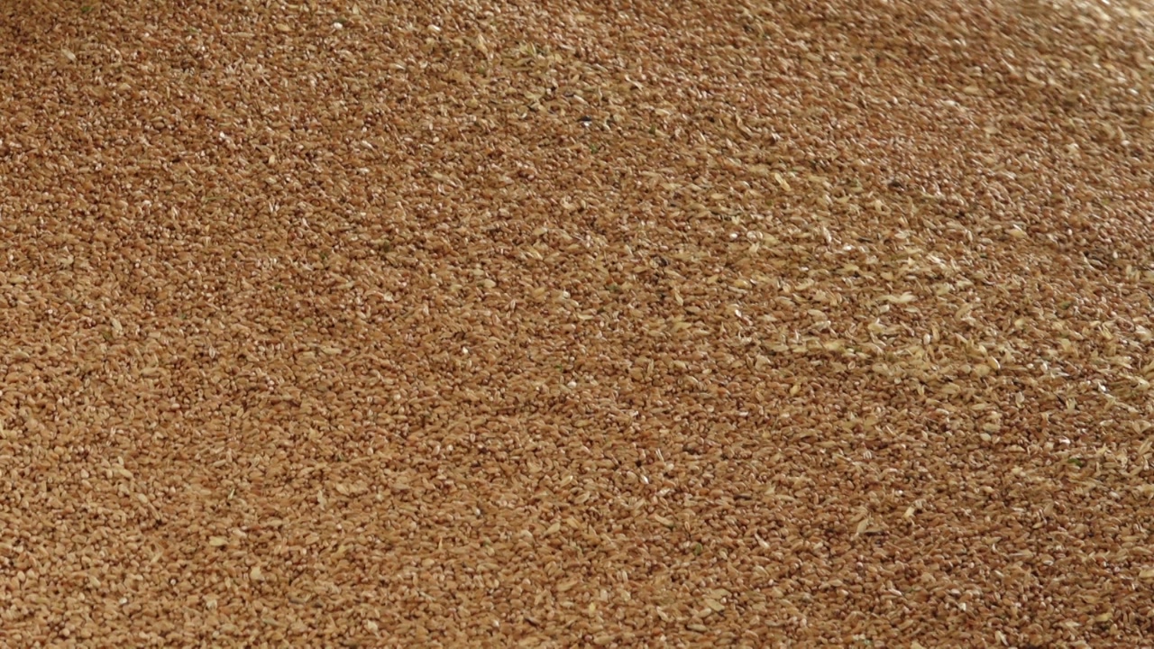 Golden wheat grains cascade in a flowing stream, forming a growing pile of freshly harvested cereal ready for processing or storage.