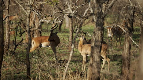 impala rams licking their coats to remove ticks in the morning sun surrounded by barren trees and new spring grass sprouts, in the african bush