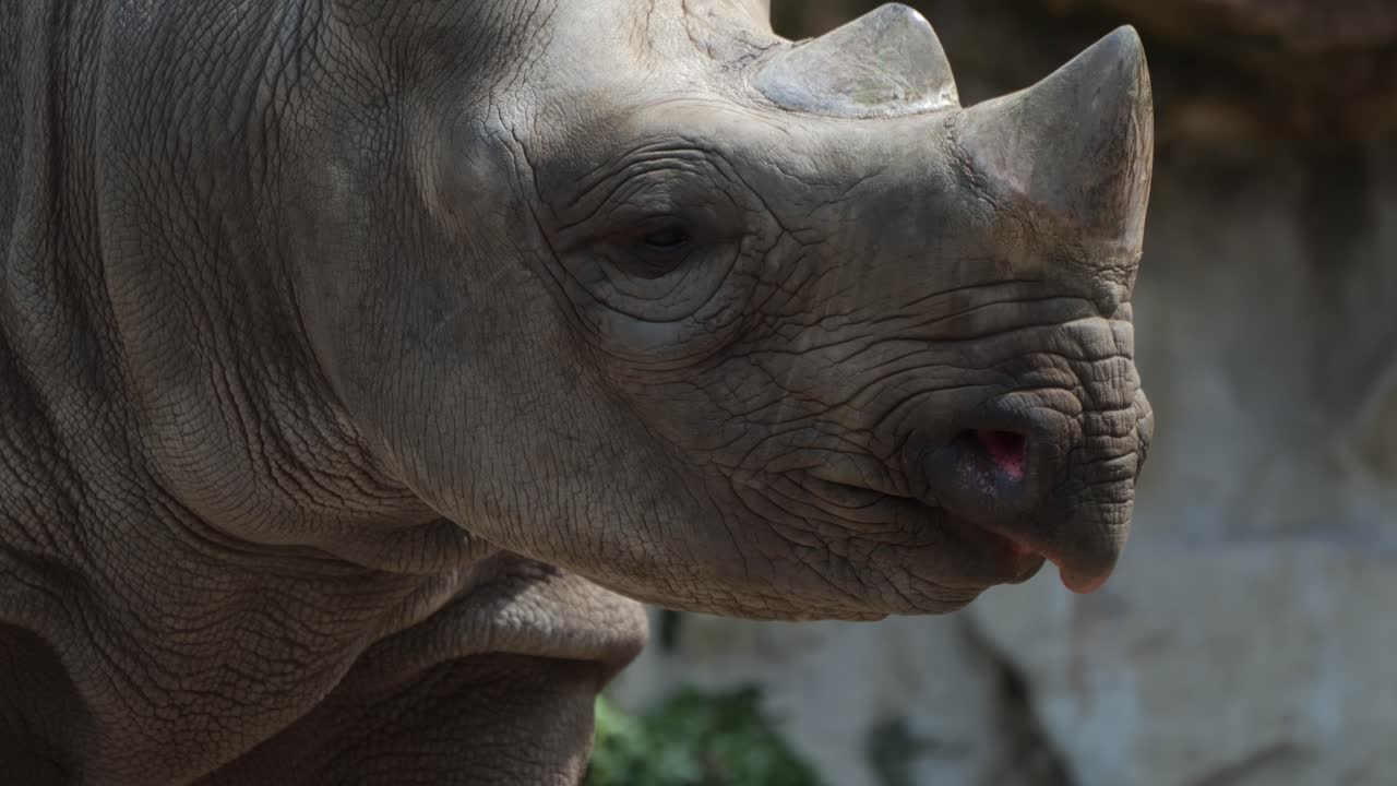 Premium stock video - Close-up of a rhinoceros sticking out its tongue ...