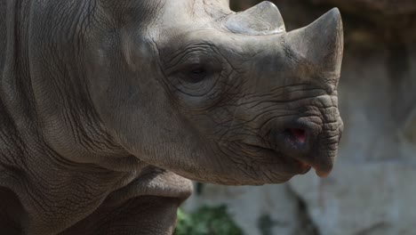 close-up of a rhinoceros sticking out its tongue after eating a snack