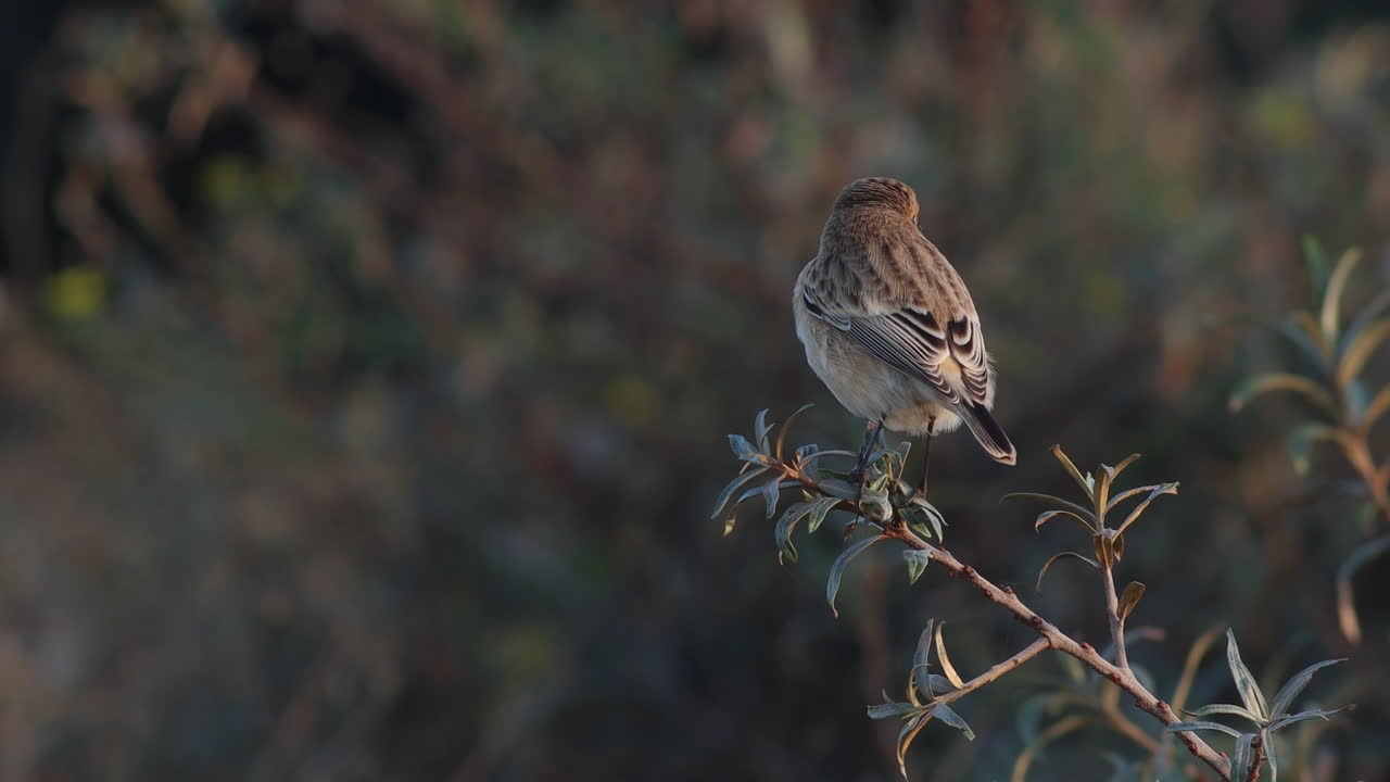 un gato de piedra siberiano sentado en un arbusto