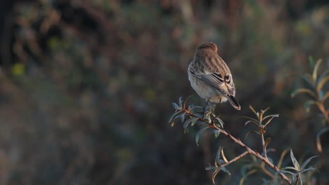 Una-Tarabilla-Siberiana-Sentada-En-Un-Arbusto