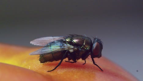 macro housefly moves it's leg on a tomato side-on view