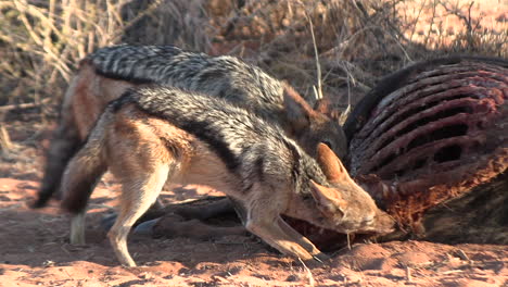 scavenging black-backed jackal, ripping and tearing off meat from an antelope carcass