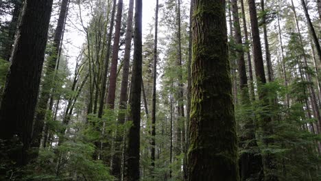 Pacific-Northwest,-Pacific-Spirit-Regional-Park-in-Vancouver,-British-Columbia-Beautiful-forest-trees-clip