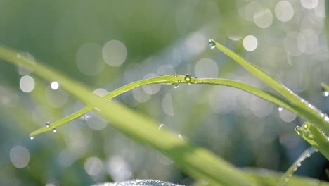 Cierre-De-Hierba-Con-Gotas-De-Agua-En-Un-Día-Soleado,-Cámara-Lenta