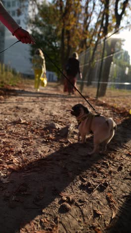 mujer caminando un perro pug en un parque de otoño