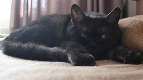 gray cat lying on couch in sunlight and yawning