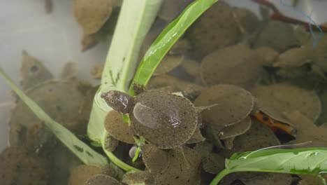 Lebende-Baby-Weichschildkröte-Atmet-Im-Wassertank-Zum-Verkauf-Auf-Dem-Asiatischen-Straßenfischmarkt-In-Thailand