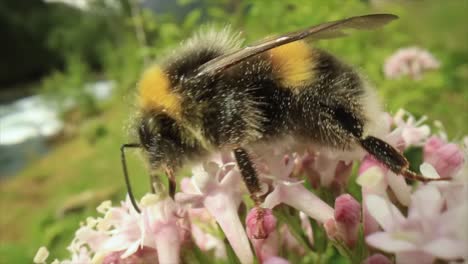 bumblebee collects nectar from the flower. close-up macro.