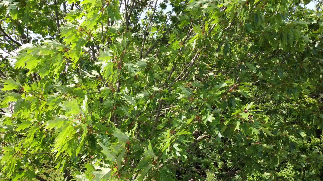 mirando las hojas de roble que soplan en el viento
