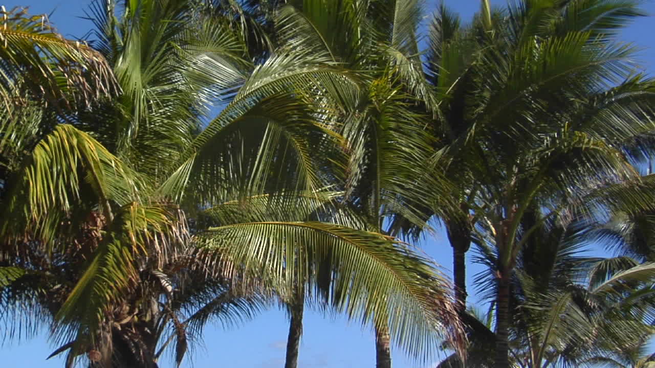 하와이의 열대 해변을 따라 늘어선 아름다운 야자수를 가로지르세요.