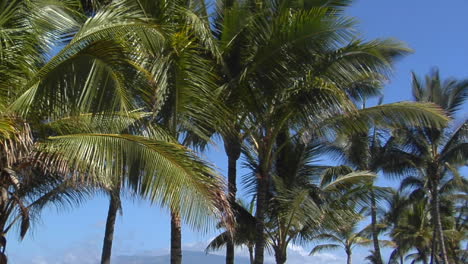 schwenken sie über schöne palmen, die einen tropischen strand in hawaii säumen