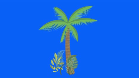 árbol de palma moviéndose por el viento, clave de croma, animación de bucle sin costuras