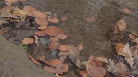 Autumn-leaves-floating-in--stream