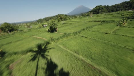 drone fly above countryside of java island indonesia rice field plant farm plantation terraces