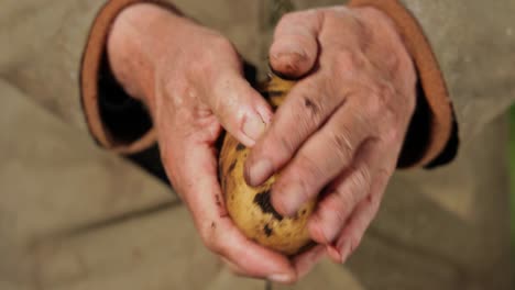 Farmer-inspects-his-crop-of-potatoes-hands-stained-with-earth.