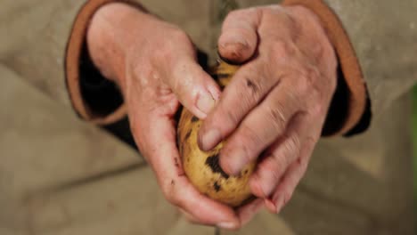 el granjero inspecciona su cosecha de patatas con las manos manchadas de tierra.