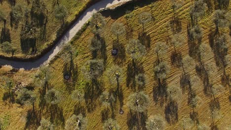 Flying-Over-Olives-Field-Plantation