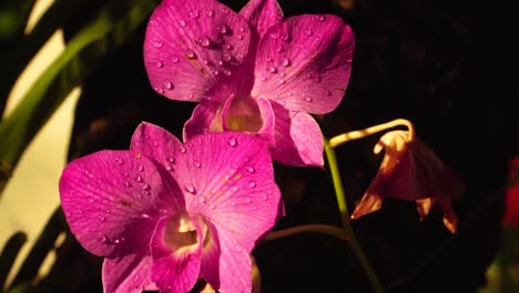 pétalos de flores violetas vibrantes con gotas de agua, flores de orquídeas silvestres de cerca