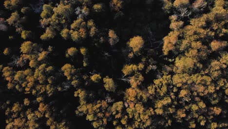 Vista-De-Pájaro-De-Un-Bosque-En-Otoño-Con-Hojas-Amarillas-En-La-Patagonia