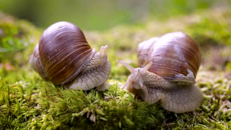 Helix pomatia also Roman snail, Burgundy snail