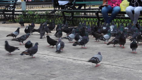 Schwarze-Tauben-Im-Park-In-Mexiko-Yucatan-Merida