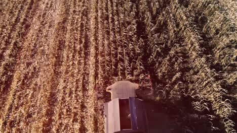 cosecha de campo de maíz con cosechadora a principios del otoño. plegado de cabeza de maíz. vista aérea