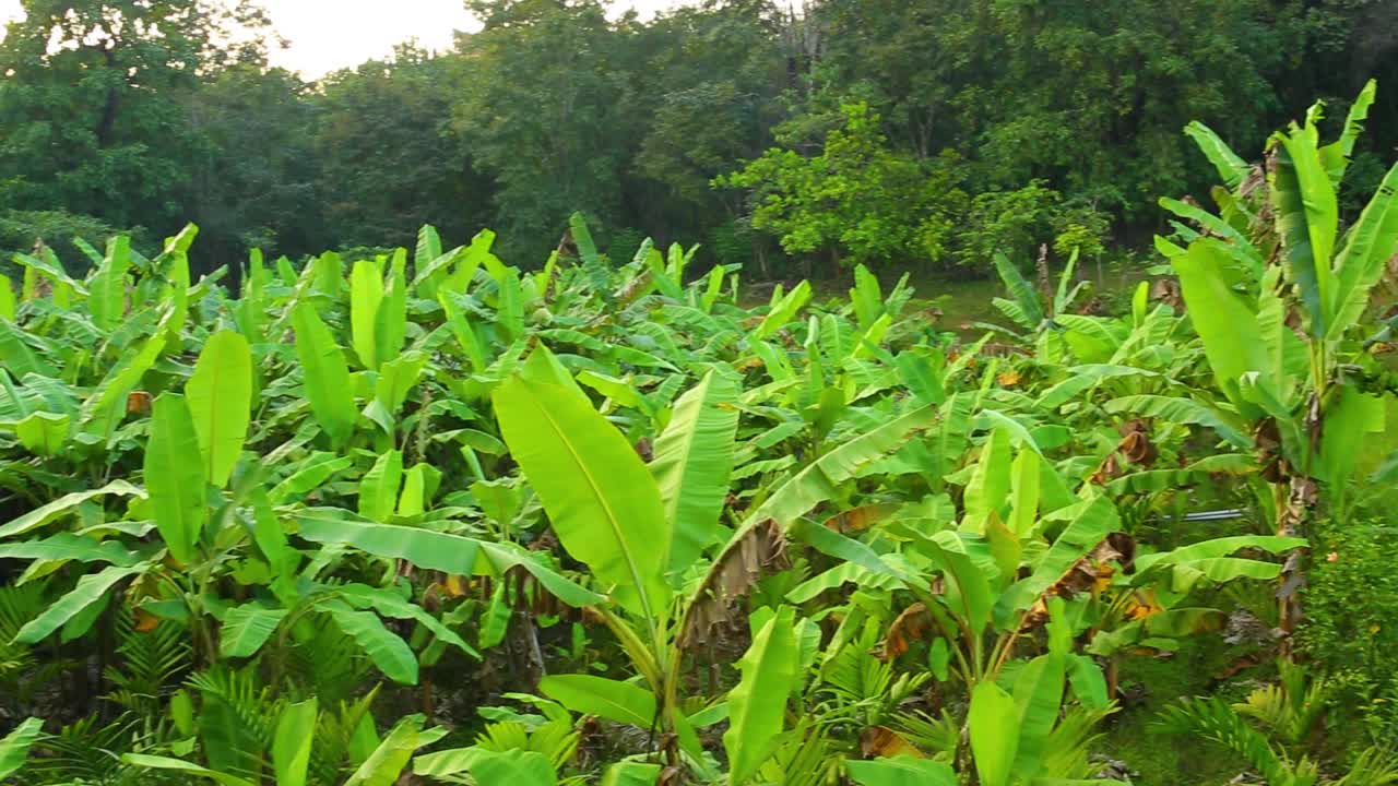 los plátanos jóvenes plantados juntos en un campo cortado en un bosque denso se sientan junto a una serie de arrozales largos y angostos
