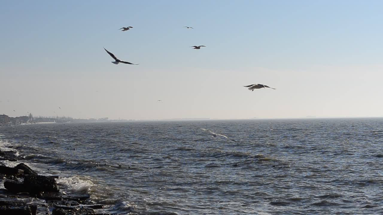 海の風景。地平線上のカモメ。