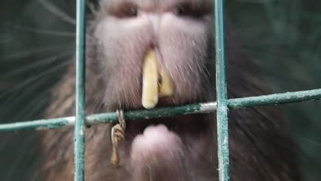 capybara in a cage