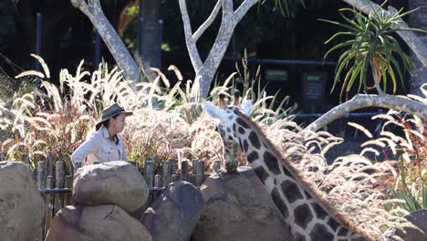 una jirafa siendo alimentada por un cuidador del zoológico