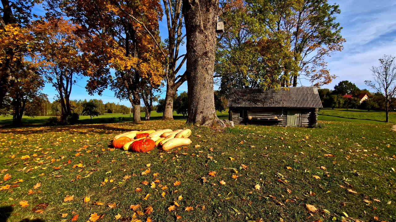 Pumpkins and gourds under a large tree on a sunny autumn day near a rustic cabin in the countryside