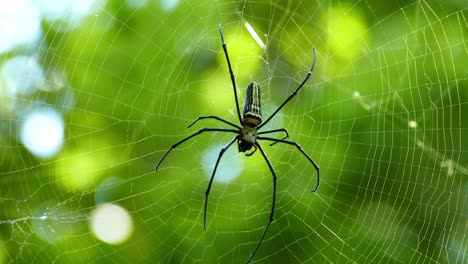 spider on the web macro