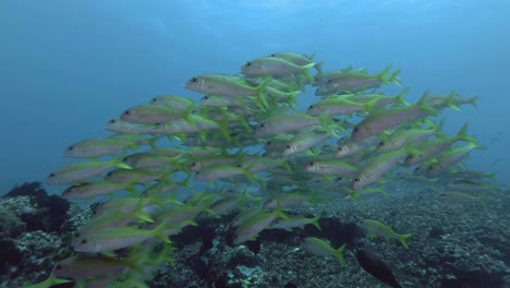 large school of yellow goatfish slowly swim in the blue water over corals bottom. yellowfin goatfish - mulloidichthys vanicolensis, bali, oceania, indonesia