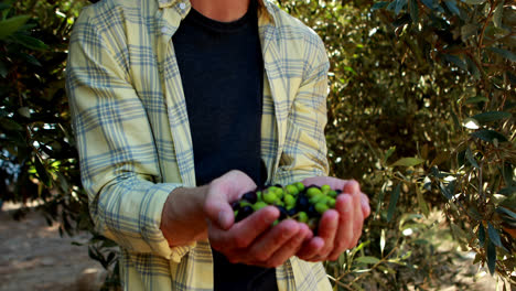 Farmer-holding-a-hand-full-of-olives-in-farm