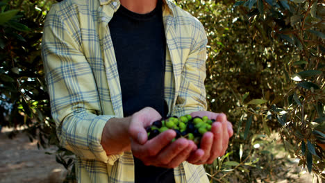 farmer holding a hand full of olives in farm